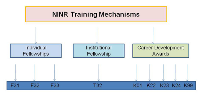 Diagram of NINR Training Mechanisms. Chart has one large rectangular box at top titled "NINR Training Mechanisms." Underneath that box are three rectangular boxes labeled "Individual Fellowships," "Institutional Fellowships," and "Career Development Awards."At the bottom is a rectangular box reading from left to right: F31, F32, F33 (under Individual Fellowships); T32 under "Institutional Fellowship"; and K01, K22, K23, K24, and K99 under "Career Development Awards.